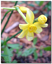 Tiny Daffodils