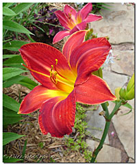 Unidentified Red Daylily