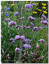 Verbena Bonariensis