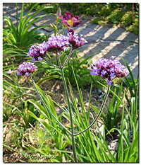 Verbena on a Stick