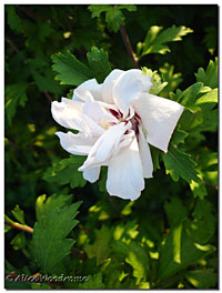 White Althea