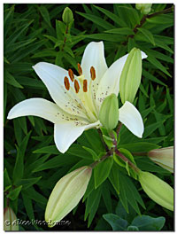 White Asiatic Lilies