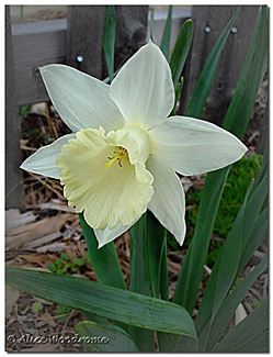 White Daffodil