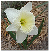 White Daffidil