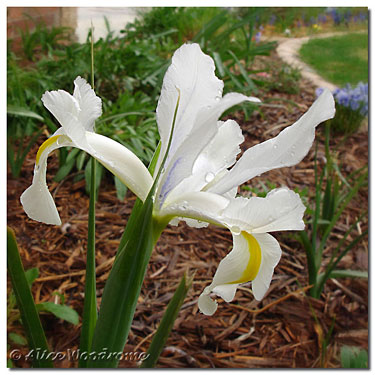 White Dutch Iris