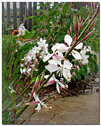 White Gaura