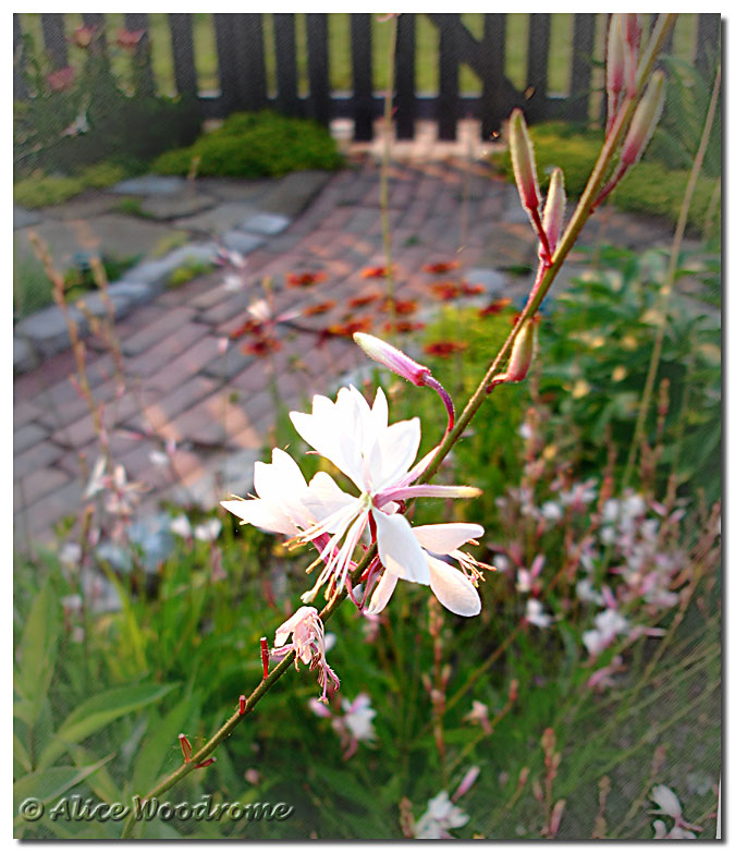 White Gaura