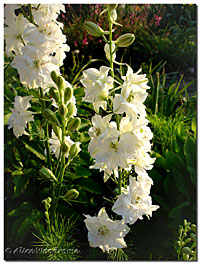 White Larkspur