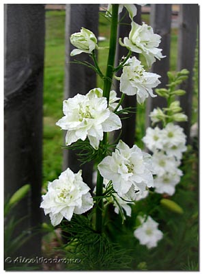 White Larkspur