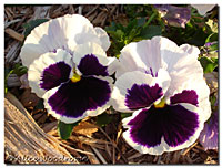 White Pansies