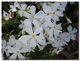 White Phlox