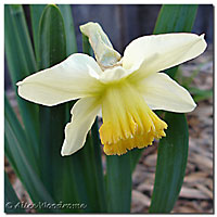 White and Yellow Daffy