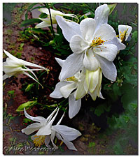 New White Columbine