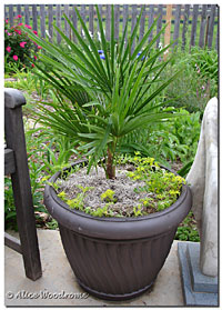 Windmill Palm in Pot for the Patio