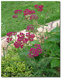 Red Yarrow