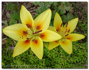 Yellow Asiatic Lilies