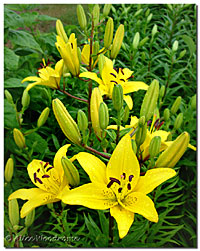 Yellow Asiatic Lilies