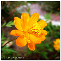 Yellow Cosmos