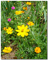 Yellow Cosmos