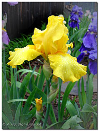 A wonderful yellow iris