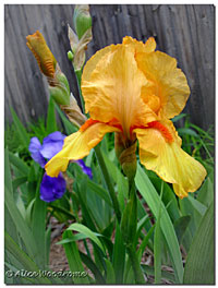 Yellow Irises