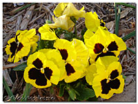 Yellow Pansies