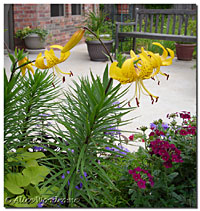 Yellow Tiger Lilies