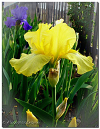 Yellow Iris with Yellow Beard