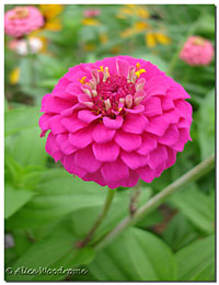 Zinnia-9289.jpg