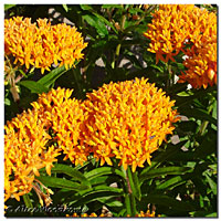 butterfly Weed