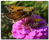 Butterfly and Zinnia