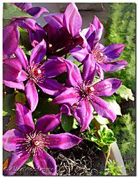 Clematis