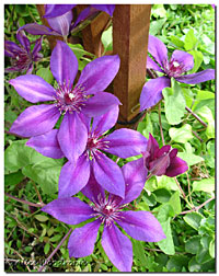 clematis September