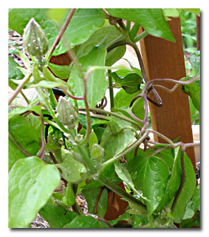 Clematis buds