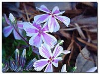 Creeping Phlox