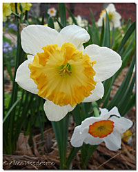 Another Daffodil