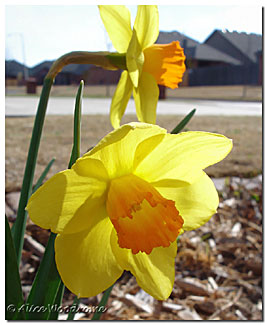 Daffodil