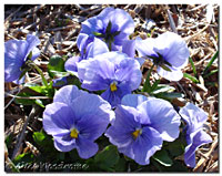The Pansies have come to life again