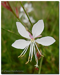 gaura