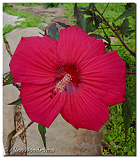 Hibiscus