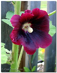 Hollyhocks