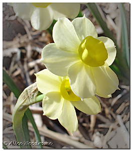 a delicate narcissus variety