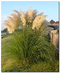 Pampas Grass