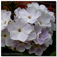 phlox