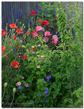 poppies and more, May 29