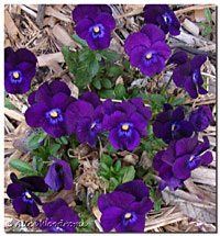 purple violas