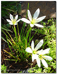 Rain Lilies