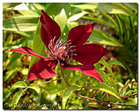 Red Clematis