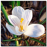 white Crocus