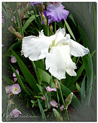 white parasol